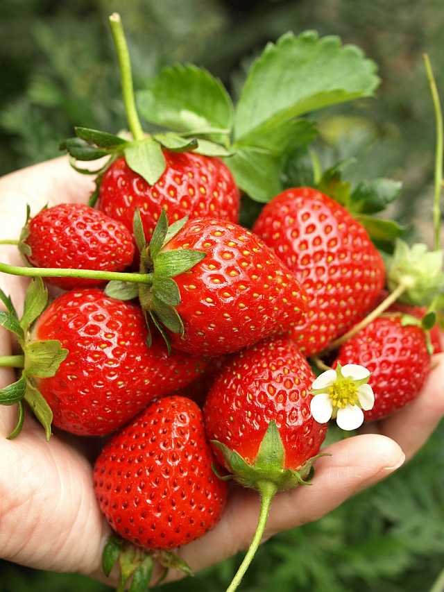 イチゴ 苗 四季成り 【 セリーヌ 】12cmポット なるなる いちご