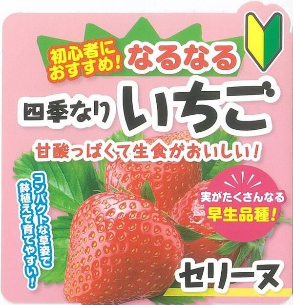 イチゴ 苗 四季成り 【 セリーヌ 】12cmポット なるなる いちご