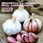  庬 ˤˤ ڥ 2   ˤˤ 庬  garlic ѥ˥ץ ߥ   ֤