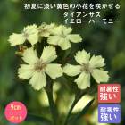 ��ͽ��۽ɺ��� �� �������󥵥� ���������ϡ���ˡ� 9������󥰥ݥå� �Х�˹礦 ����ä��󤽤� ¿ǯ�� �ڥ�˥���ڣ����Ⱦ���缡ȯ����