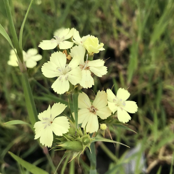 予約】宿根草 苗 ダイアンサス イエローハーモニー 9cmロングポット