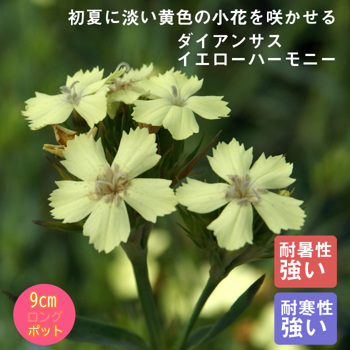 宿根草 苗 ダイアンサス イエローハーモニー 9cmロングポット バラに