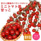 ���� ��� �� �Ťä� �ߥ˥ȥޥ� 9����ݥå� �䤵�� �ץ��ȥޥ� mini tomato �����ڱ� �����ǥ˥�
