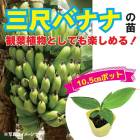 ��ͽ�����ۻ��ܥХʥ� �� 10.5����ݥå� �Хʥ� �ȥ��ԥ��� ���ƥ����� ���տ�ʪ�Ȥ��Ƥ� �̼��� �٥������ݲ� �Ť��Ƥ������� ����Ĳ̼���5����ܤ��缡ȯ����