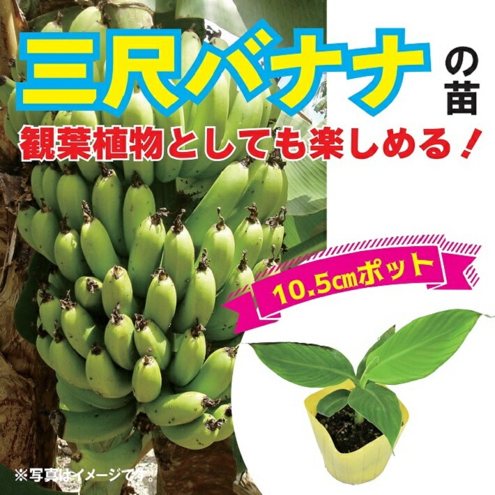 苗 直*子様 140cm大苗◇真の蜜果。アロイナムワ。バナナ苗◇圧倒的な