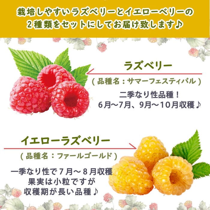ラズベリー と イエローラズベリー 苗木セット 12cmポット