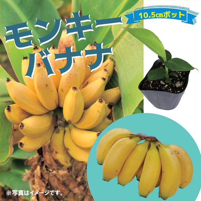 予約・早割】モンキーバナナ 苗 10.5cmポット バナナ やわらか