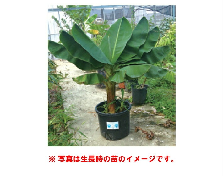 史上初120㎝巨大株出品◇食べすぎ注意.セニョリータバナナ◇ベランダ