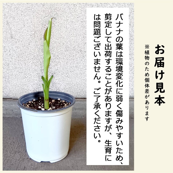 モンキーバナナ 苗 15cmポット大苗 草丈低くても結実 観葉植物