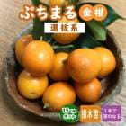 �ⴻ ���� �פ��ޤ� ��ȴ�� 15����ݥå� 2ǯ�� ���󥫥� ���󤫤� ���� ���� ������ (��Ͽ�ʼ�) ���ȷ���� ����̵��