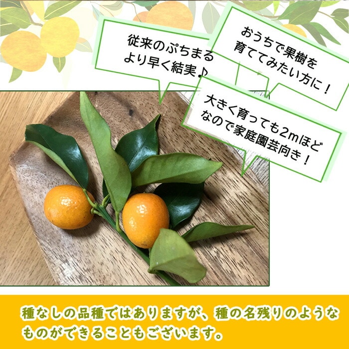 ①*ஐ3種セット*ஐ接木・みかん・金柑・苗木【ぷちまる金柑・麗紅・ジャバラ】５号 金柑 苗木 ぷちまる 選抜系 15cmポット キンカン きんかん