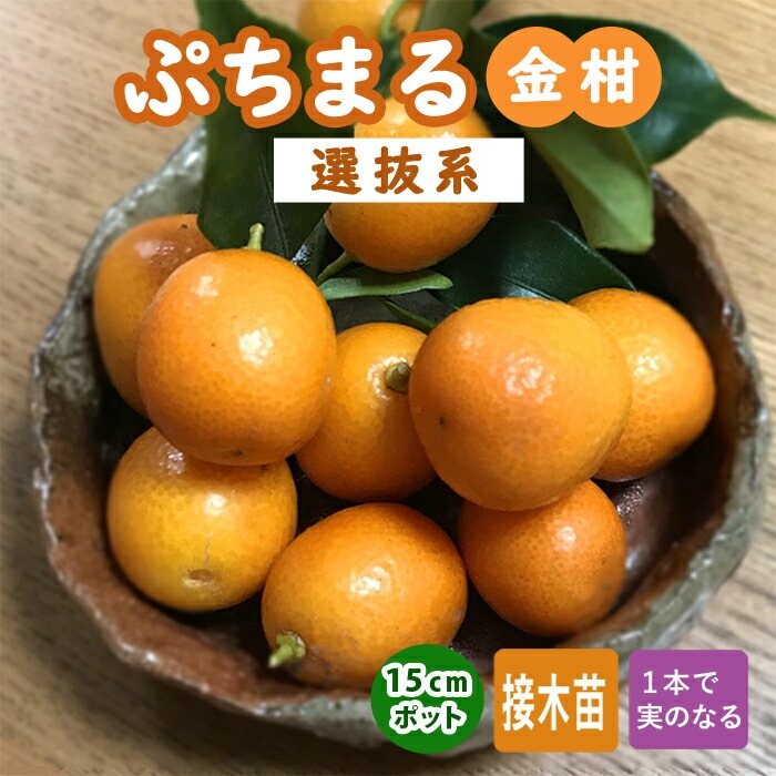 希少金柑ぷちまる 実が沢山付き 特大株 果樹 金柑 苗木 ぷちまる 選抜系 15cmポット キンカン きんかん 接木 柑橘