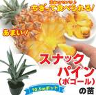 ��ͽ�����ۥ��ʥå��ѥ��� �� 10.5����ݥå� �ѥ��� ���� ���տ�ʪ ����ƥꥢ Ǯ�ӿ�ʪ �ȥ��ԥ���  �̼���  ���ե롼�ġ�5����ܤ��缡ȯ����