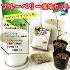 �֥롼�٥꡼ ���� ���å� �� ������ϥ��֥å���� �֥롼�٥꡼ ���� 2�� �� �֥롼�٥꡼ �� �� �� ���� �� ȭ���� �� �ץ�ȭ �� ȭ�� �� �����ǥ˥� ��� �̼� ���̼� ����̵��