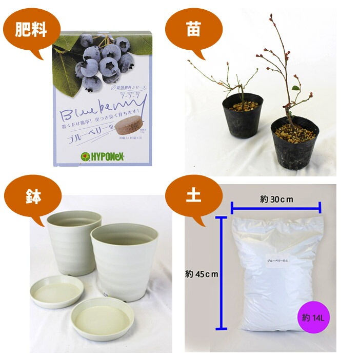 ブルーベリー苗40本セット ブルーベリー 栽培 セット 【 サザンハイブッシュ系