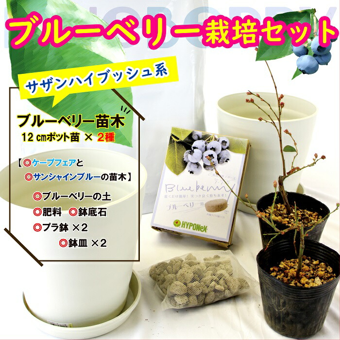 ブルーベリー 栽培 セット 【 サザンハイブッシュ系 ブルーベリー 苗木