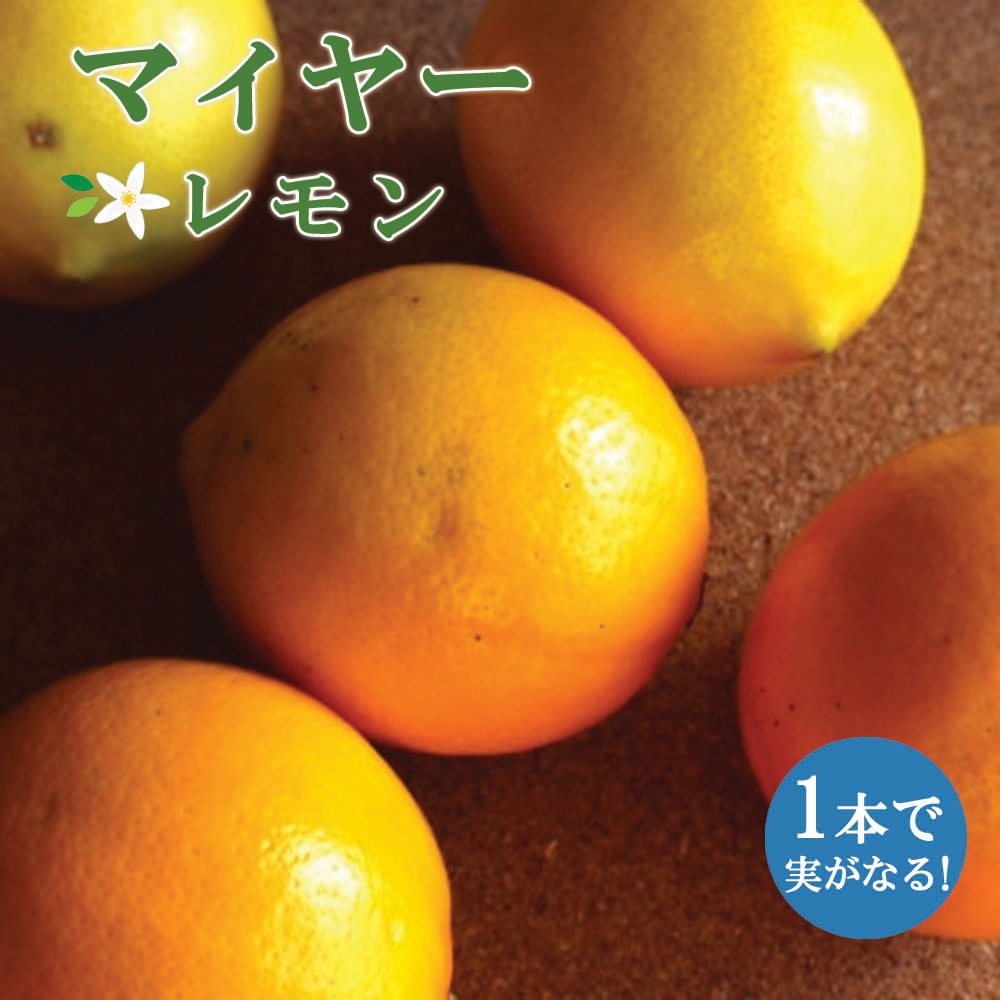 レモン 栽培 セット 【マイヤーレモン 接木 苗木 1本 ＋ 柑橘類 の 土