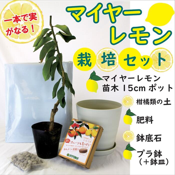 マイヤーレモン　サイパンレモン　フレーバーグリーン 柑橘苗木　接木苗 マイヤーレモン サイパンレモン フレーバーグリーン 柑橘苗木 接木苗