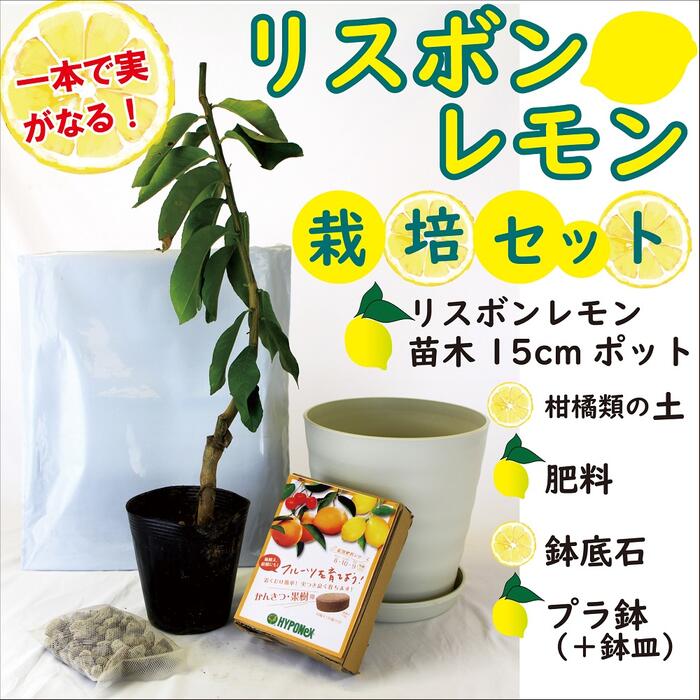 レモン 栽培 セット 【 リスボンレモン 接木 苗木 1本 ＋ 柑橘類 の 土