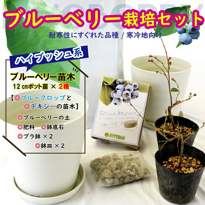 ブルーベリー 栽培 セット 【 耐寒性 のある ハイブッシュ系