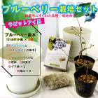 �֥롼�٥꡼ ���� ���å� �����ϸ��� ��ӥåȥ����� �֥롼�٥꡼ ���� 2��ܥ֥롼�٥꡼���ڡ�������ȭ���Сܥץ�ȭ��ȭ���� ����̵��