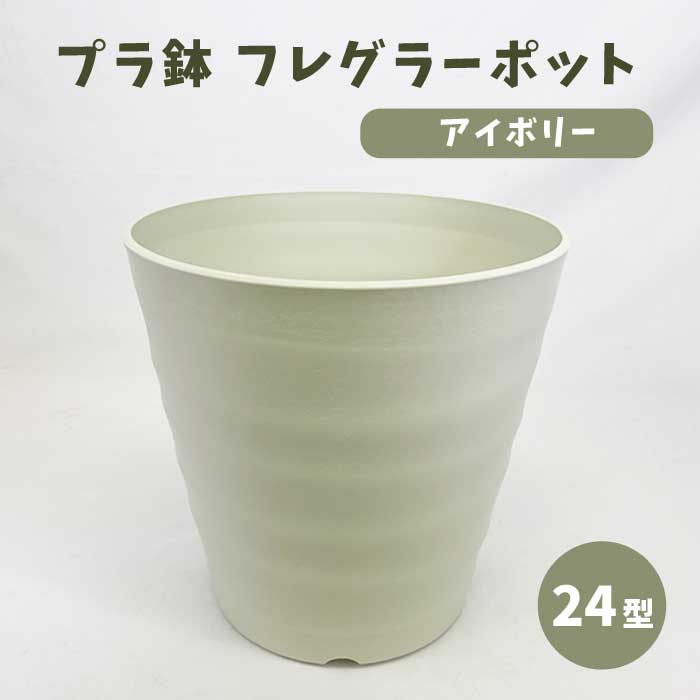 �ץ�ȭ �ե쥰�顼�ݥå� ���ʡ�24��  ���顼�������ܥ꡼