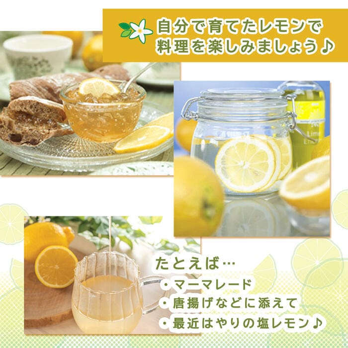 レモン 苗木 璃の香 15cmポット (登録品種) りのか 接木 柑橘 柑橘苗