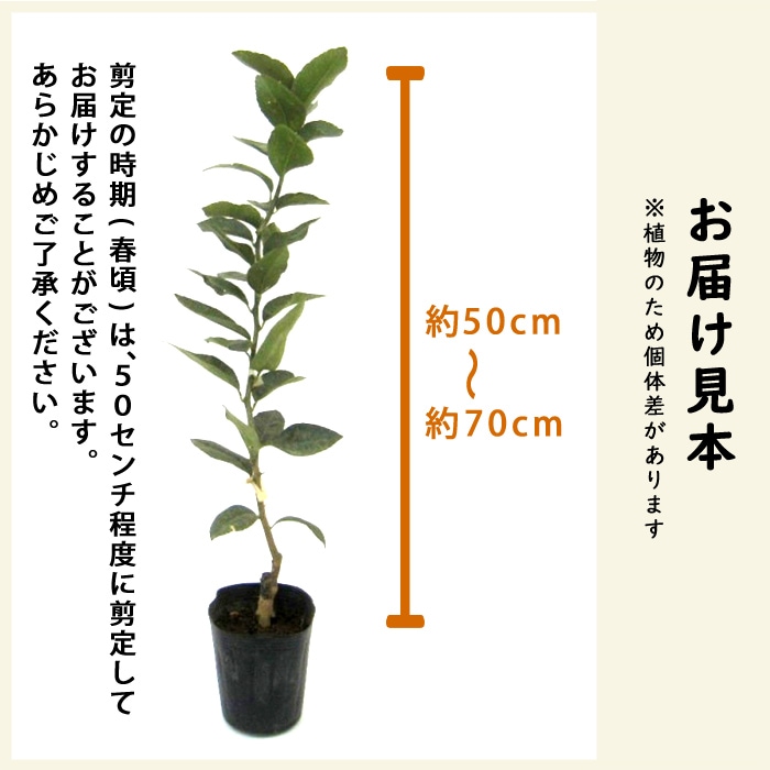 レモン 苗木 璃の香 15cmポット (登録品種) りのか 接木 柑橘 柑橘苗