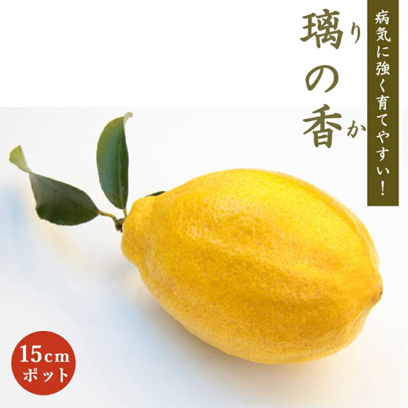 璃の香レモン 3年生 ポット入り 登録品種 レモン 苗木 璃の香 15cmポット (登録品種) りのか 接木 柑橘 柑橘苗