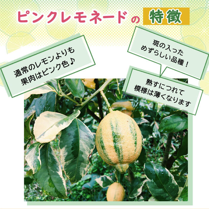 レモン 苗木 ピンクレモネード 15cmポット 接木 柑橘 苗