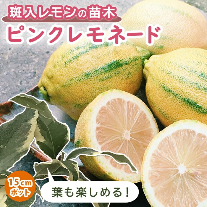 レモン 苗木 ピンクレモネード 15cmポット 接木 柑橘 苗