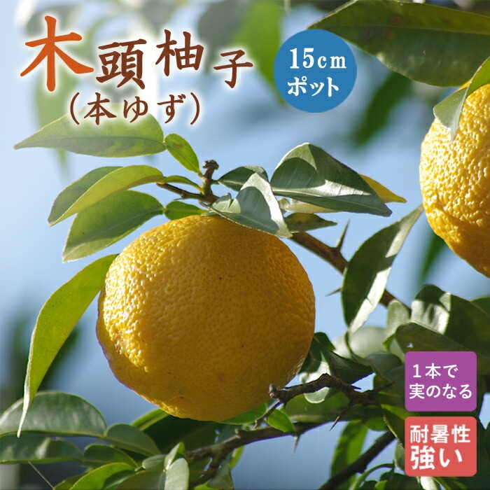 本柚子の木（果実豊富） 高さ約1.2メートル 庭の柚子の木