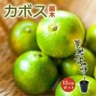 ܤ  ʬ1 15cmݥå ȴܥ ܤ     ȷ ̣  ǥ˥ ̵