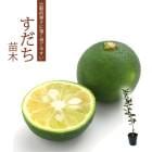 ������ ���� 15cm�ݥå� ���� �� ���� ���ȷ���� �ݵ� ������ ����̵��