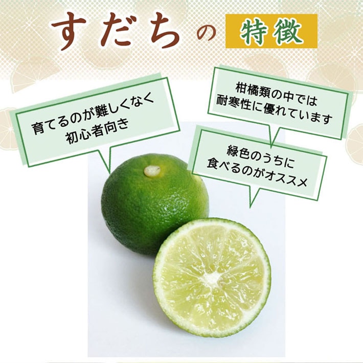 すだち 苗木 15cmポット 柑橘 苗 接木 自家結実性 酢橘 スダチ 送料