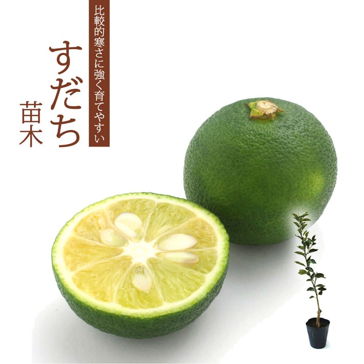 すだち 苗木 15cmポット 柑橘 苗 接木 自家結実性 酢橘 スダチ 送料