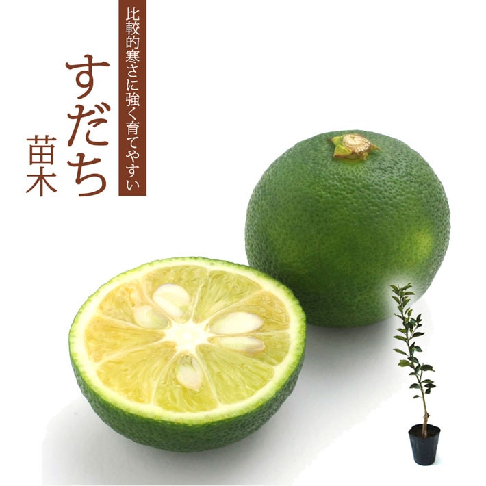 すだち 苗木 15cmポット 柑橘 苗 接木 自家結実性 酢橘 スダチ 送料