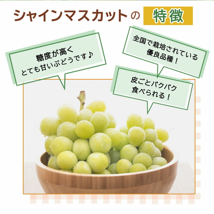 ブドウ 苗木 シャインマスカット 13.5～15cmポット苗 (登録品種