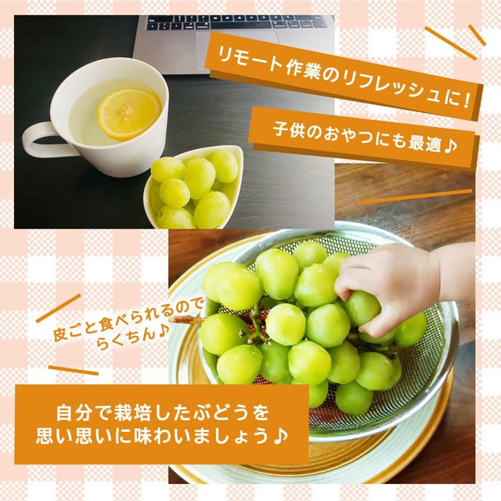ブドウ 苗木 シャインマスカット 13.5～15cmポット苗 (登録品種) 果樹