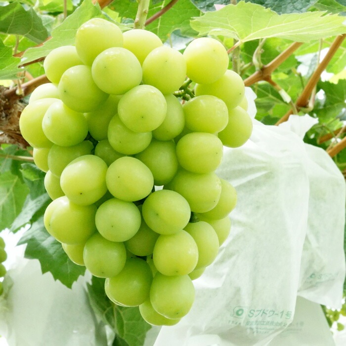 ブドウ 苗木 シャインマスカット 13.5～15cmポット苗 (登録品種) 果樹