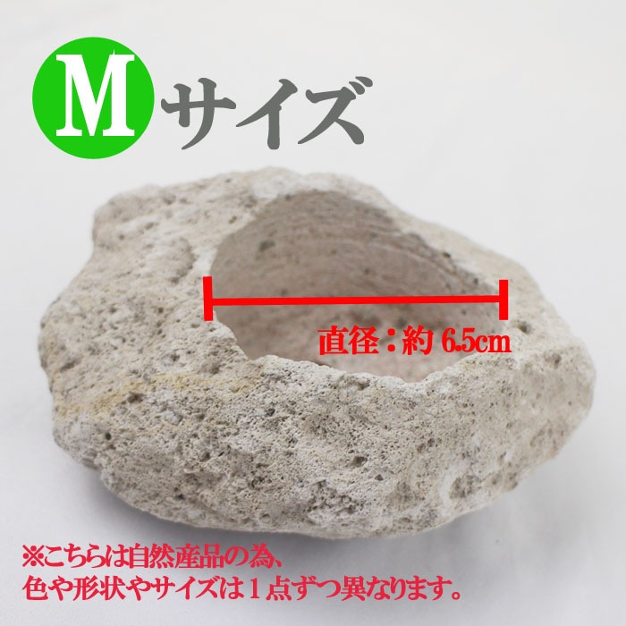 ウミノモリ様専門軽石鉢 ウミノモリ様専門軽石鉢 ウミノモリ様専門軽石鉢