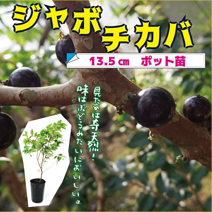 ジャボチカバ 苗 13.5cm ポット 実生 インテリア 観葉植物 熱帯果樹