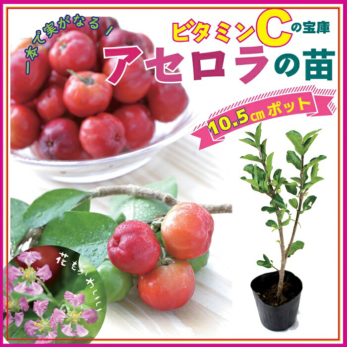 ��ͽ�����ۥ������� �� 10.5����ݥå� �ȥ��ԥ��� �̼� �ޤ��ڡ�5����ܤ��缡ȯ����