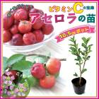 ��ͽ�����ۥ������� �� 10.5����ݥå� �ȥ��ԥ��� �̼� �ޤ��ڡ�5����ܤ��缡ȯ����