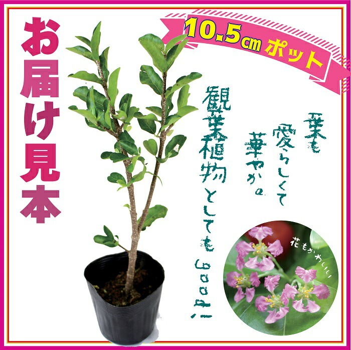 アセロラ 苗 10.5cmポット トロピカル 果樹 挿し木 | 果樹