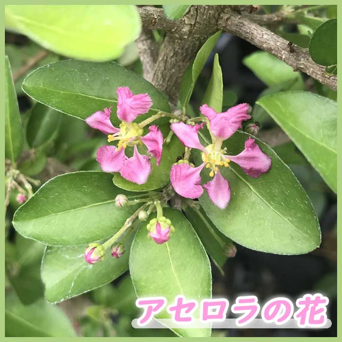 アセロラ 苗 10.5cmポット トロピカル 果樹 挿し木 | 果樹