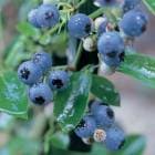 �֥롼�٥꡼ ���� ��ӥåȥ����� �ۡ���٥� 12����ݥå� �̼� ���̼� berry ��� �����ǥ˥� ���� ��������