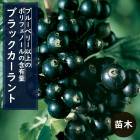   ֥å 12ݥå ̼ ̼ berry  ǥ˥  