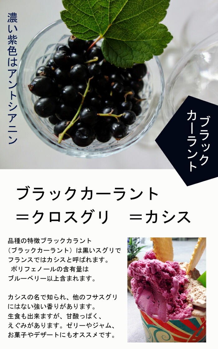 カシス 苗木 ブラックカーラント 12cmポット 果樹 小果樹 berry 園芸