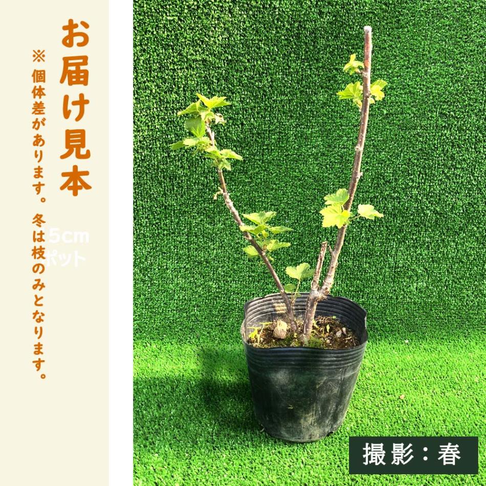 カシス 苗木 ブラックカーラント 12cmポット 果樹 小果樹 berry 園芸